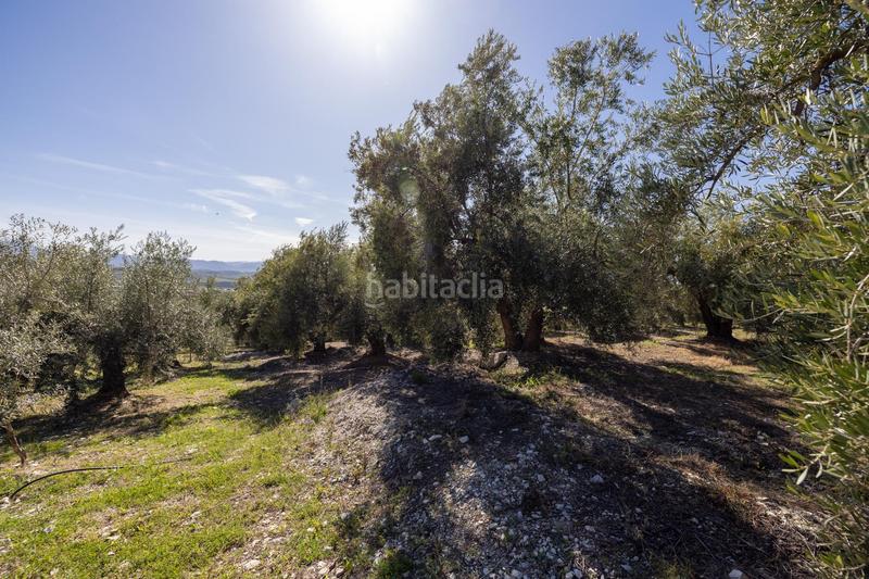 Foto d2ed6e21-2c6a-44c0-a419-51da902bd219. Finca rústica a Dúrcal
