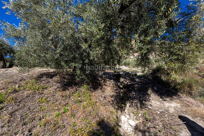 Foto e889ee7d-f9e3-4d2b-9b6d-f7ea0c31a049. Finca rústica a Dúrcal