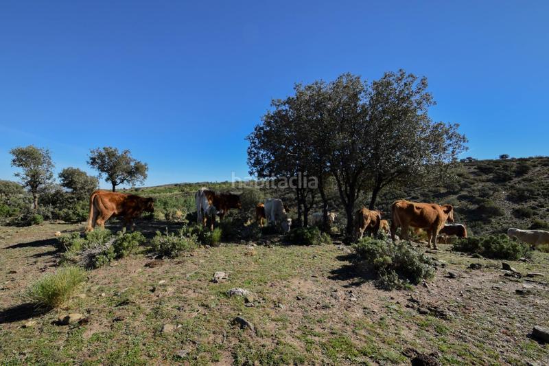Foto 414d71b2-8b2c-4173-98fc-08d2b6f0a204. Finca rústica parcela rústica con proyecto de explotación ganadera y nave de aperos 14,63 ha en Lugros