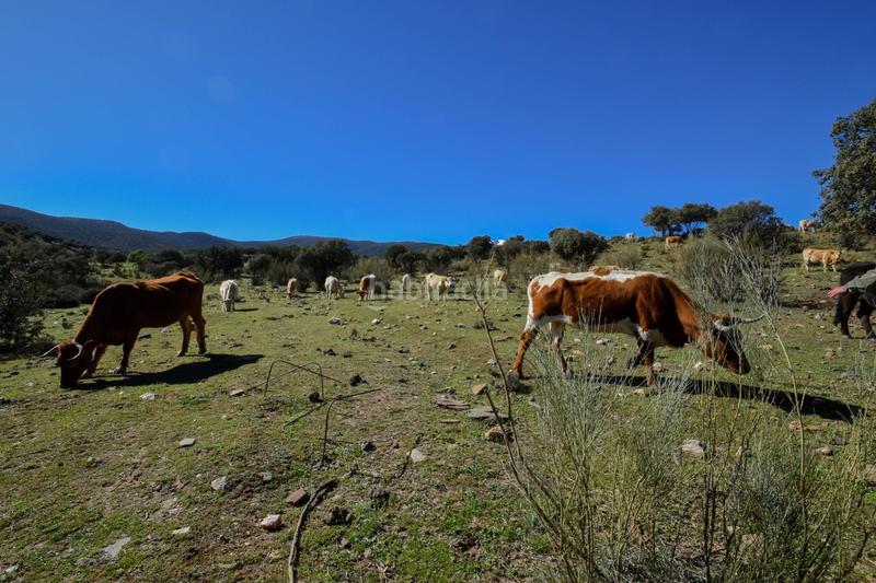 Foto ce61a63c-a462-43b7-a360-7be41e513d93. Finca rústica parcela rústica con proyecto de explotación ganadera y nave de aperos 14,63 ha en Lugros