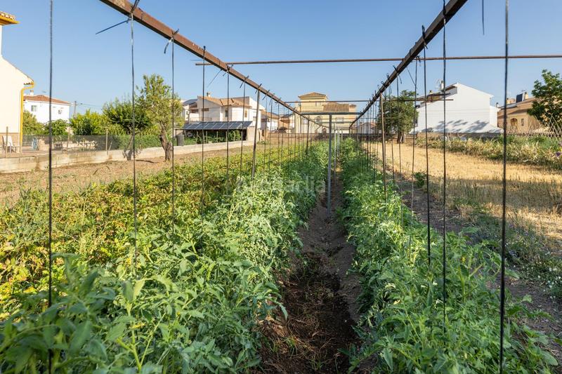 Foto 7a8c1af0-aedb-4ad7-960d-f06a0bd4b92d. Terreno residencial terreno urbano 1060m en la zubia en Zubia (La)