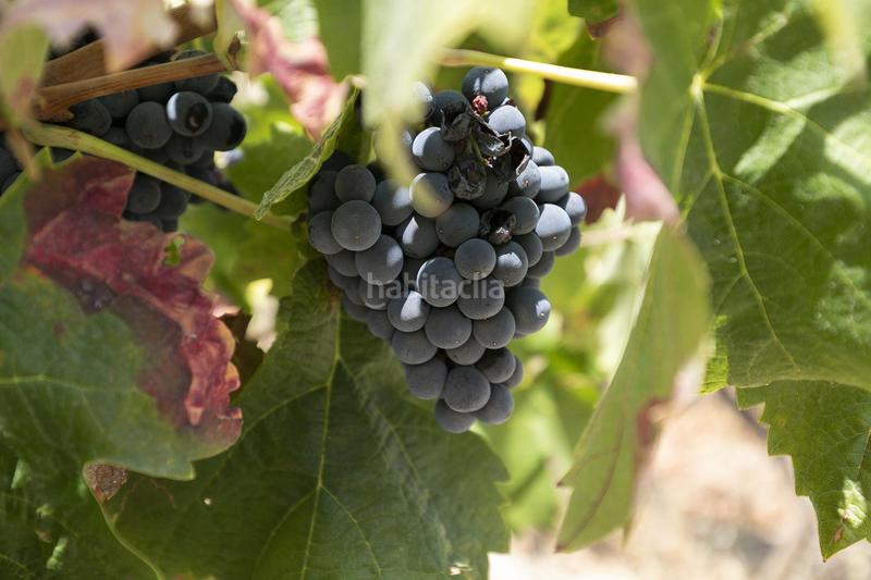 Foto e72f63cb-33bd-4939-a07a-6092922b0efc. Local commercial dans La Paz Granada