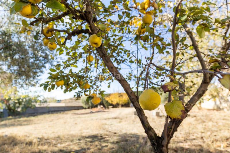 Foto 038e12f4-fcb8-413d-bb56-b2e7316d4c39. Terreno residenziale in San Francisco - El Chorrillo Gabias (Las)