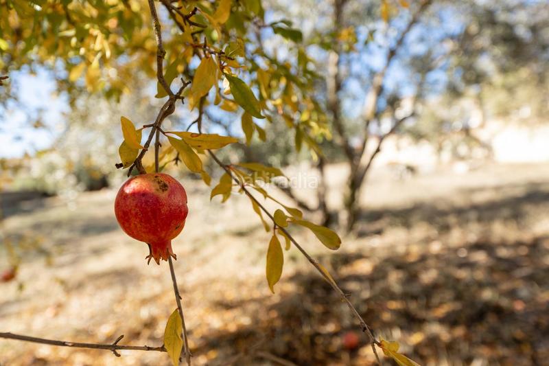 Foto 6d43ee8f-fafa-4b9a-ae8b-6e08226c5c3c. Terreno residenziale in San Francisco - El Chorrillo Gabias (Las)
