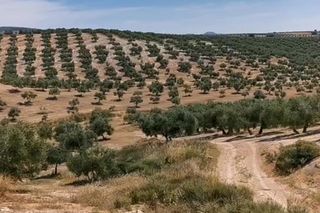 Fondo rustico  Finca de huelma. Finca de olivos, huelma