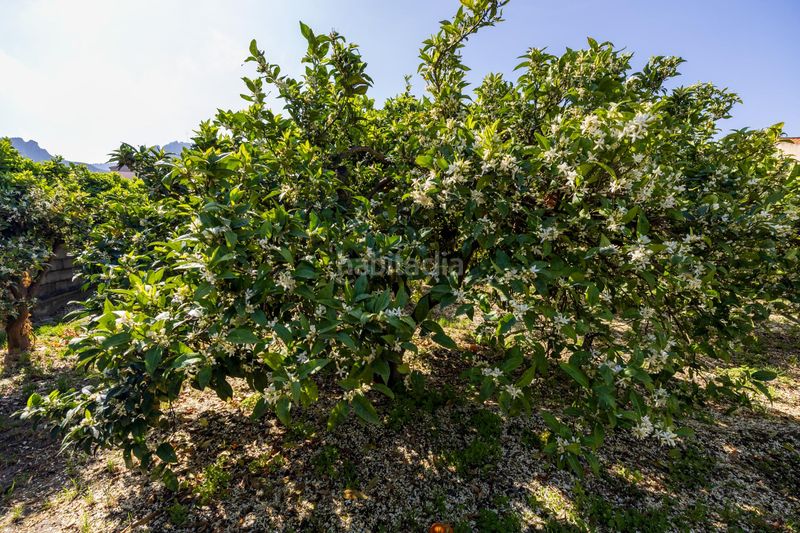 Foto cdf65476-4e40-45dc-87ca-9c4520629227. Finca rústica a Lecrín