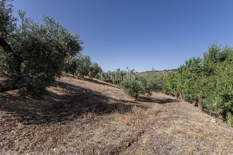 Foto bdc8a75b-3e91-4aea-9381-57488c069ce3. Finca rústica a Montefrío