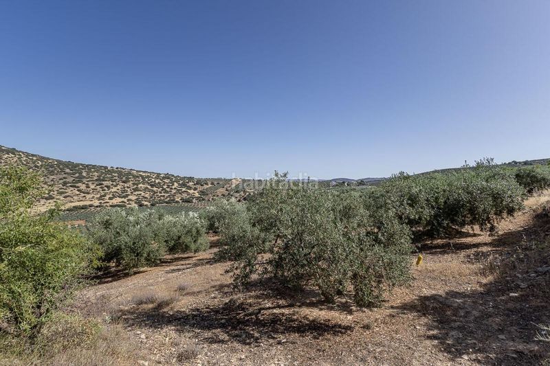 Foto e386a92c-dd1c-4fe0-9f46-ae27e1ddd085. Finca rústica a Montefrío