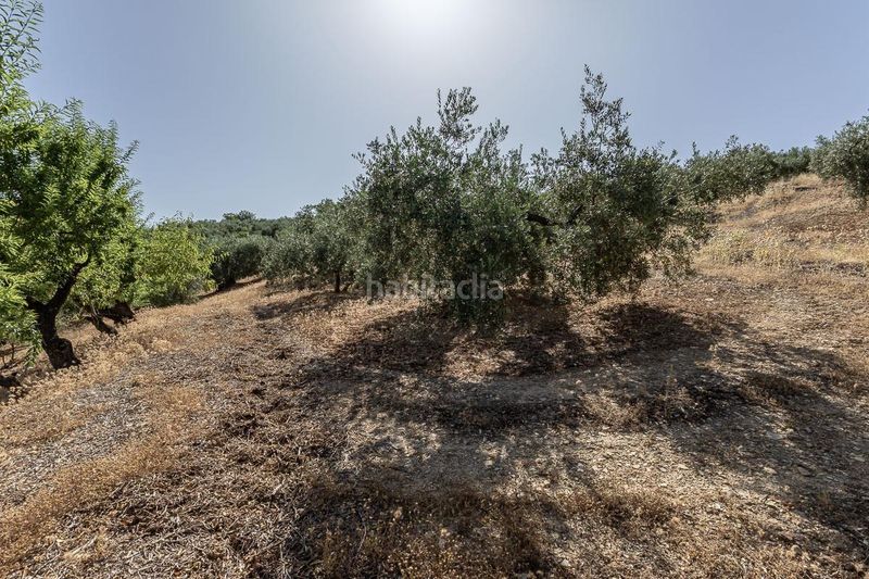 Foto f91f5a9a-f2ed-4a1b-b4b6-c3d034fa3b77. Finca rústica a Montefrío