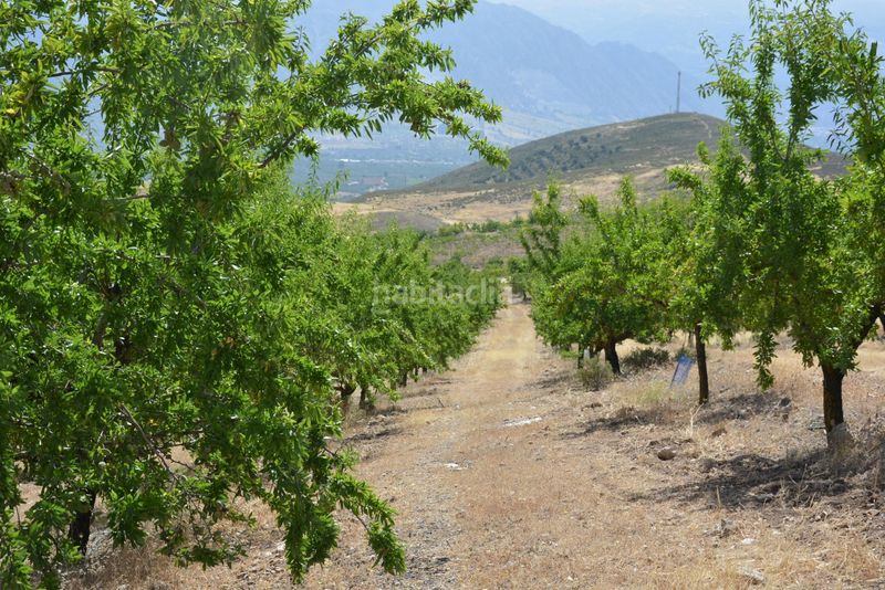 Foto 84aee618-9c50-43c1-a310-8cb33ce04c94. Finca rústica a Padul