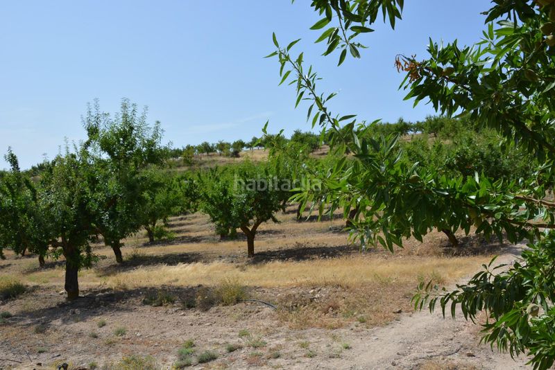 Foto 8f2f3b78-a1c7-4a3f-a981-073fce5e0e4d. Finca rústica a Padul