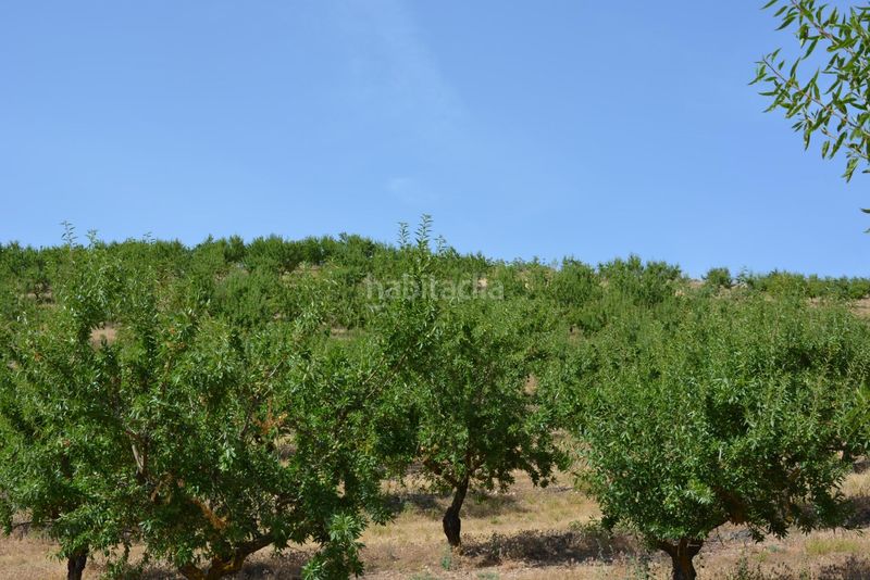 Foto bbba4518-a31d-43be-a7a3-a34a15606f79. Finca rústica a Padul