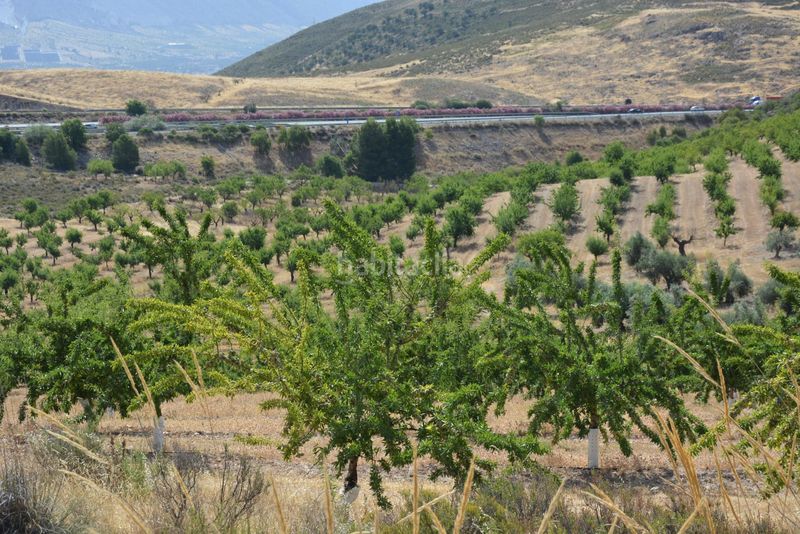Foto c67bf2db-c9aa-460d-9fee-3eabce8e14f2. Finca rústica a Padul