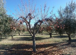 Masia a La Zubia Ciudad. Olivar en la zubia de 3.597 m2