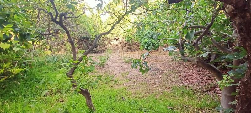 Foto b53e98a1-d57a-40a5-8e33-264205969d65. Fondo rustico in Caleta de Velez