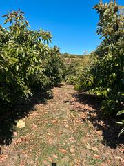 Finca rústica a Diseminado cabrillas 296. Parcela con 220 aguacates  6 años plena producción