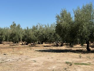 Finca rústica a Villa de Otura