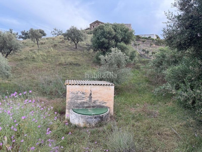 Foto 0d90d106-b65e-4bcf-b260-a9b6dbe657d7. Finca rústica a Camino Algarrobo - Las Arenas Vélez - Málaga