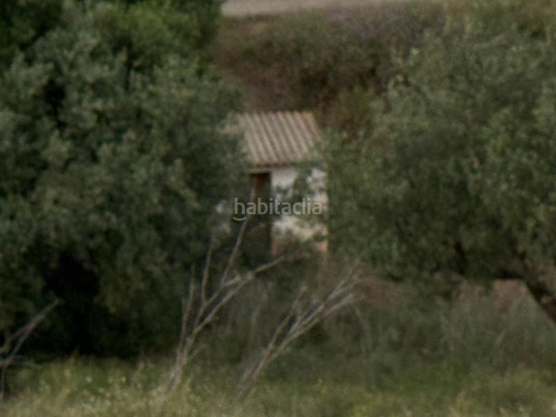 Foto fc1a03d4-94d8-4f33-bc98-a83fa3056f16. Finca rústica a Camino Algarrobo - Las Arenas Vélez - Málaga