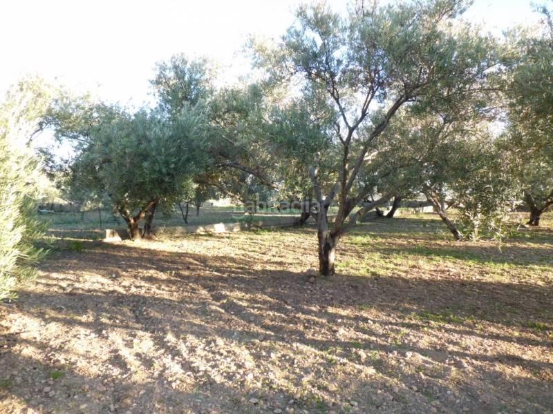 Foto cdee9c43-3e0d-4360-a7ad-8f05f4657b21. Terreno residencial solar en venta en Ejido centro Ejido (El)