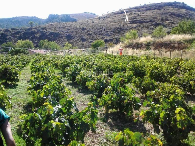 Foto 36a76ecb-4d20-42a4-8196-11ba94661c87. Masia a Guadix