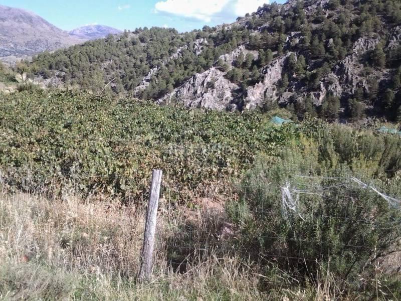 Foto bba22820-369a-4103-8ecf-39bd796068a9. Masia a Guadix