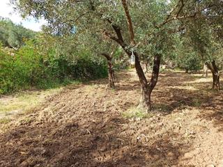 Residential Plot in Alcolea. Parcela en alcolea de olivos