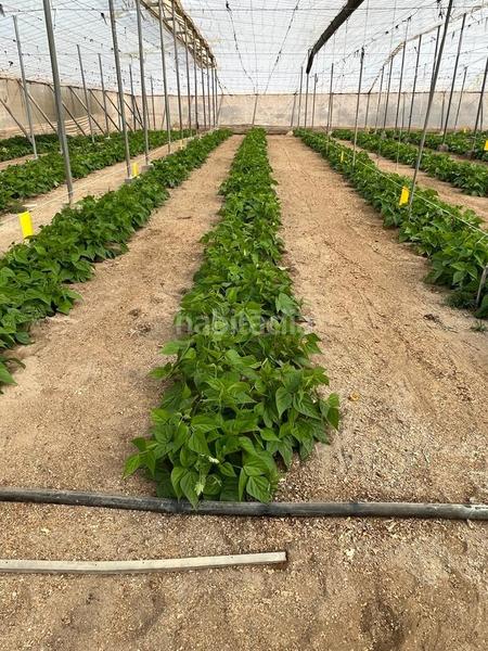 Foto 198b680e-5786-46ad-aa25-3ed2e3fc3bef. Terreny residencial a Pozo de los Frailes-Presillas-Albaricoques Níjar