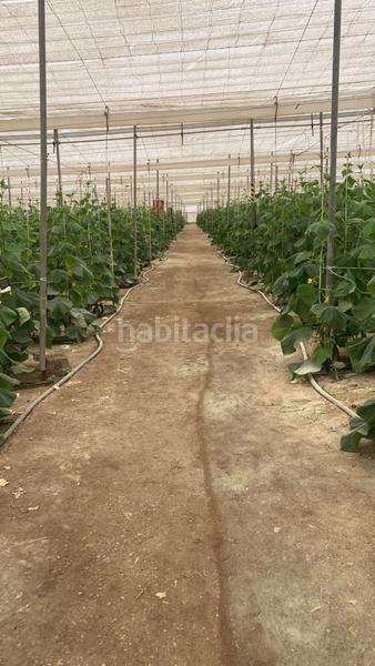 Foto 1a322d96-197c-455b-8962-386832e99040. Terreny residencial a Pozo de los Frailes-Presillas-Albaricoques Níjar