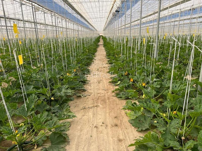 Foto 1e37b342-c7a6-4a27-96b2-035591c33977. Terreny residencial a Pozo de los Frailes-Presillas-Albaricoques Níjar