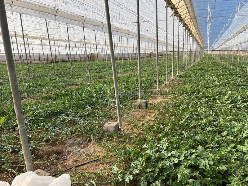 Foto 256528ba-7dad-4985-9fe8-6742ac149fe7. Terreny residencial a Pozo de los Frailes-Presillas-Albaricoques Níjar