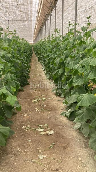 Foto 2d340818-7ef4-4a8d-8777-c5e43a7ccdb9. Terreny residencial a Pozo de los Frailes-Presillas-Albaricoques Níjar