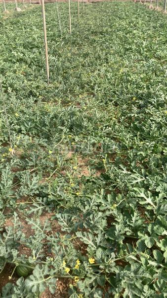 Foto 50a02643-04b4-4ff1-8ade-49cb6ee56c62. Terreny residencial a Pozo de los Frailes-Presillas-Albaricoques Níjar