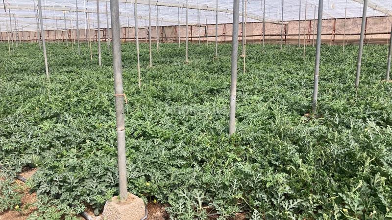 Foto 67369567-d7cd-4073-95e4-5df924f268e1. Terreny residencial a Pozo de los Frailes-Presillas-Albaricoques Níjar