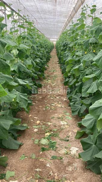 Foto 757a21c5-5196-4a86-b679-5f5c4fd86873. Terreny residencial a Pozo de los Frailes-Presillas-Albaricoques Níjar