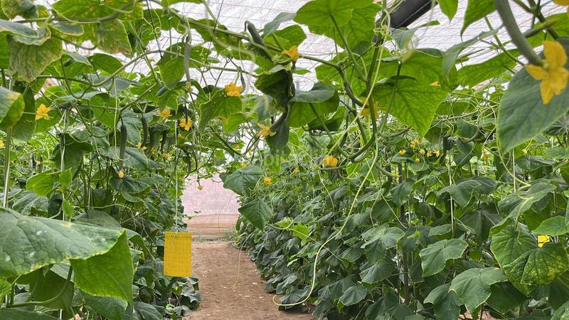 Foto 8751ea38-8c2f-431f-8f42-2e0f9e4f506d. Terreny residencial a Pozo de los Frailes-Presillas-Albaricoques Níjar