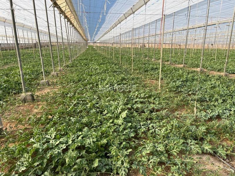 Foto 8baa250c-edc8-4997-bd0b-88baf83df1fe. Terreny residencial a Pozo de los Frailes-Presillas-Albaricoques Níjar