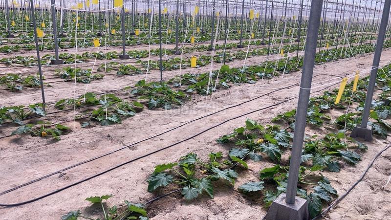 Foto a36eb8eb-f600-468c-aff1-6f4ec3db843b. Terreny residencial a Pozo de los Frailes-Presillas-Albaricoques Níjar