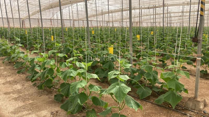 Foto c09bc1f7-9de1-49de-8221-05fb7c2a2c20. Terreny residencial a Pozo de los Frailes-Presillas-Albaricoques Níjar