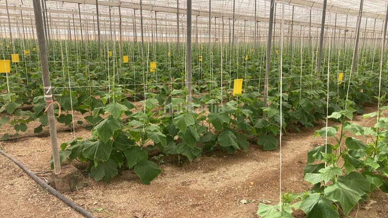 Foto c5ccaacb-20a7-4940-95ef-647e665c3333. Terreny residencial a Pozo de los Frailes-Presillas-Albaricoques Níjar