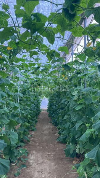 Foto cb7b0b16-503e-4997-9244-d95a038d1ad7. Terreny residencial a Pozo de los Frailes-Presillas-Albaricoques Níjar