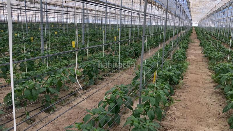 Foto ce18f597-5b2c-4d66-9279-7207781b06fe. Terreny residencial a Pozo de los Frailes-Presillas-Albaricoques Níjar