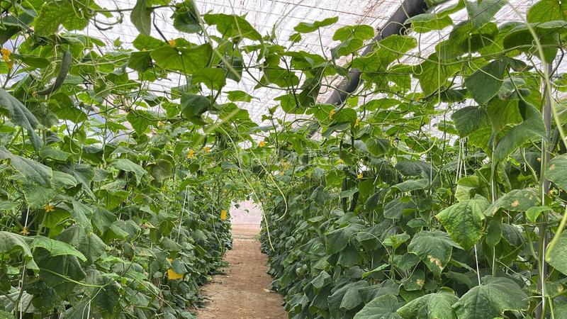 Foto d5e5fbb5-47ef-452f-9d8e-a9d620795393. Terreny residencial a Pozo de los Frailes-Presillas-Albaricoques Níjar