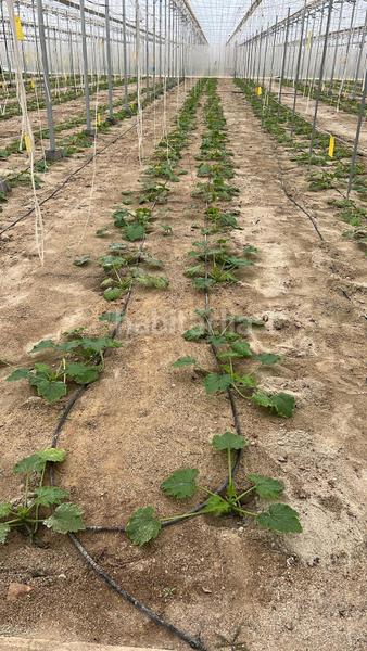 Foto e5018f4e-cb0c-4a9f-ac25-d4f3624f0af9. Terreny residencial a Pozo de los Frailes-Presillas-Albaricoques Níjar