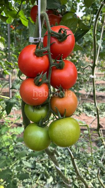 Foto f032b803-7d9f-433e-9e15-44a1a29e248b. Terreny residencial a Pozo de los Frailes-Presillas-Albaricoques Níjar