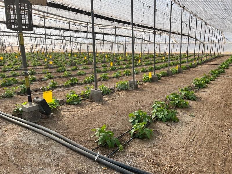 Foto f9f60e72-d9ec-497c-bd40-ec606fd45f79. Terreny residencial a Pozo de los Frailes-Presillas-Albaricoques Níjar