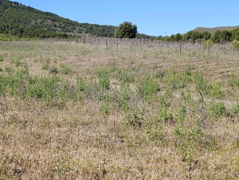 Foto 0f57d975-6174-482b-adde-29b85cd9484d. Finca rústica a Láujar de Andarax
