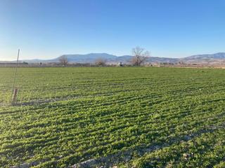 Mas  Carretera de fuente vaqueros a atarfe. Finca de regadio
