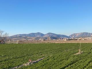 Masia  Carretera de fuente vaqueros a atarfe. Finca de regadio