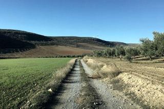 Finca rústica  Polígono 2. parcela 488. Finca de secano en desnivel, parte de la finca pertenece a un ba